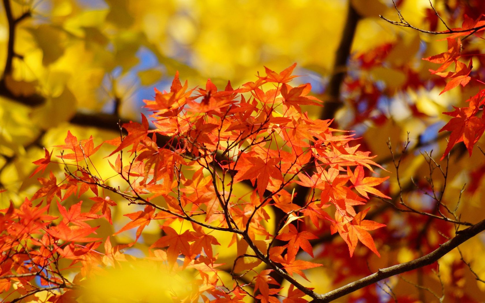 leaves fall leaf nature season maple tree bright color branch flora park outdoors fair weather