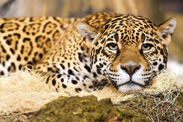 La mirada amable de un gran gato leopardo