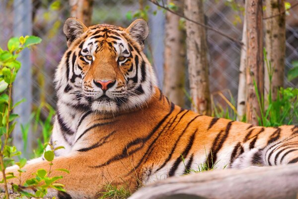 La dura mirada de un tigre en el bosque