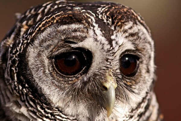 Owl close-up. Owl s beak