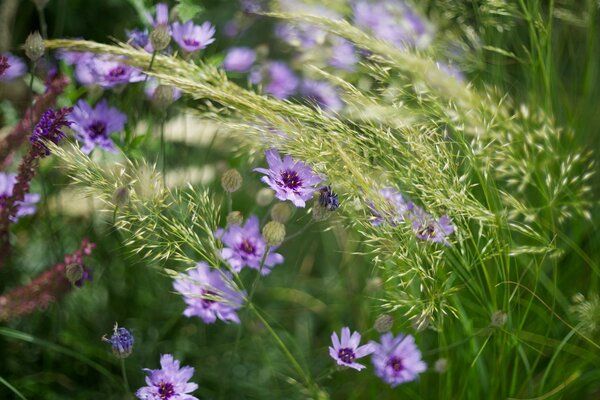 Belles fleurs en été