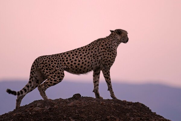 Gepard auf dem Berg, der nach seinem Opfer sucht