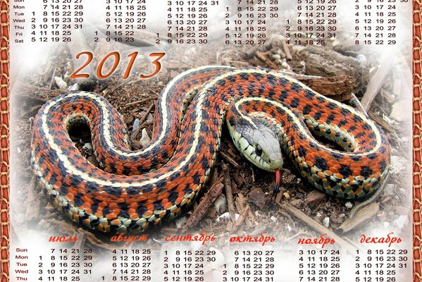 Il serpente è raffigurato su un calendario con una bella sfumatura