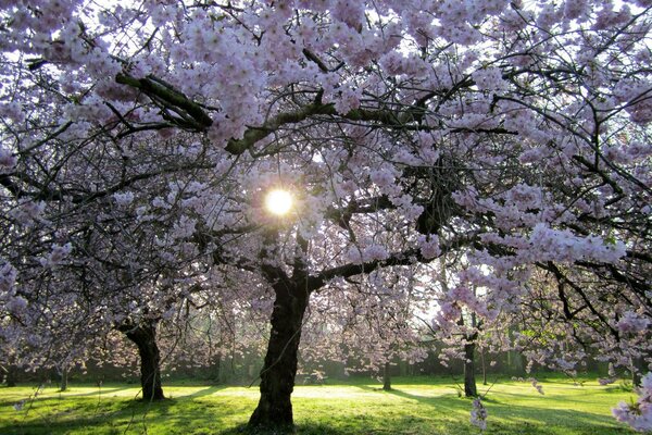 Blooming sakkura trees in a green glade