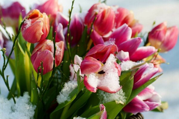 Tulipes gelées se trouvent dans la neige