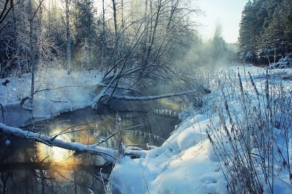 Frostfreier Waldbach unter schneebedeckten Bäumen