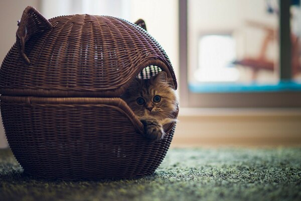 Portrait d un chat domestique mignon