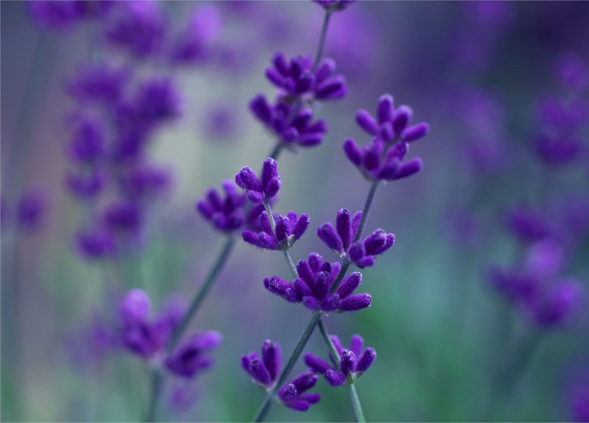 fleurs nature fleur flore été violet jardin champ à base de plantes lavande floral parfum croissance bluming couleur gros plan aromatique à l extérieur pétale