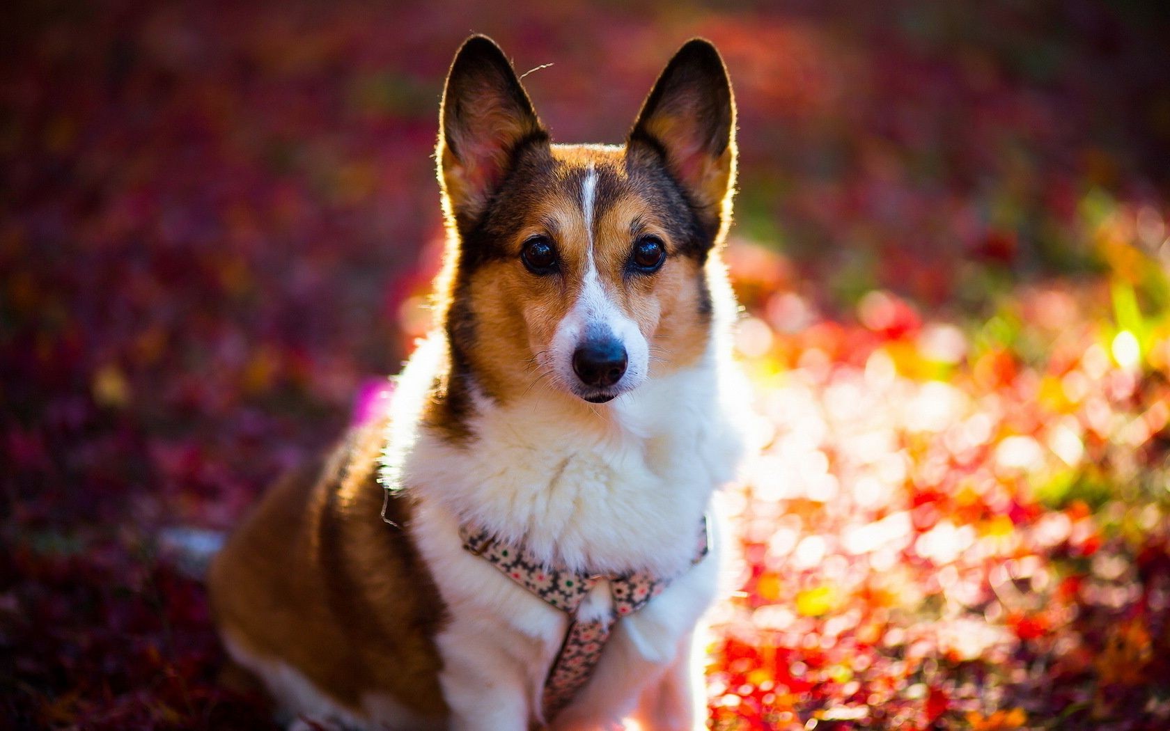 perros lindo mascota