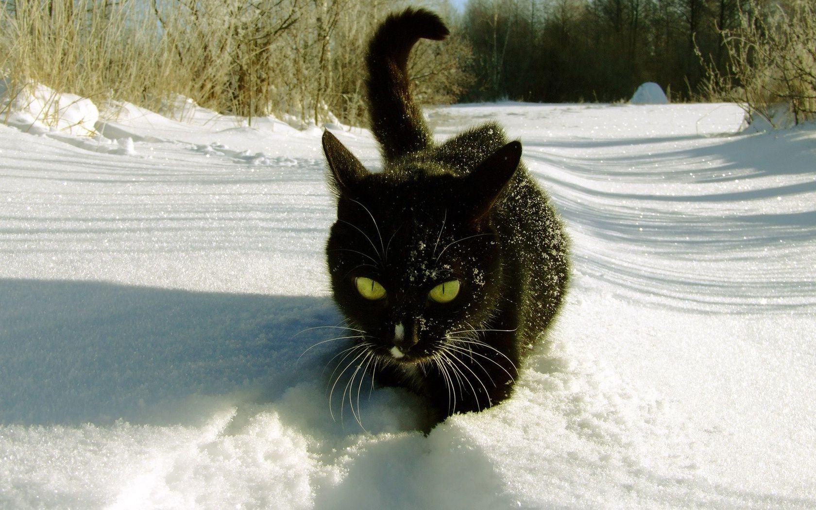 kediler kar kış kedi soğuk doğa frost açık havada evde beslenen hayvan portre donmuş bir