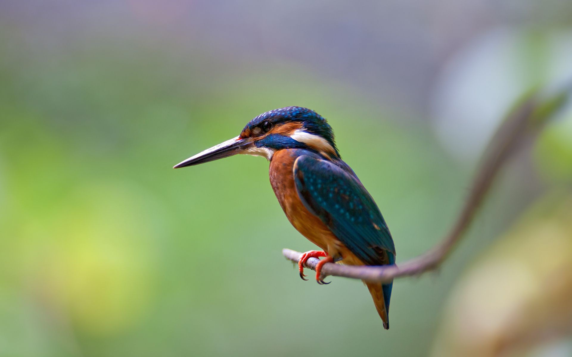 animali uccello fauna selvatica natura selvaggio animale all aperto piccolo becco