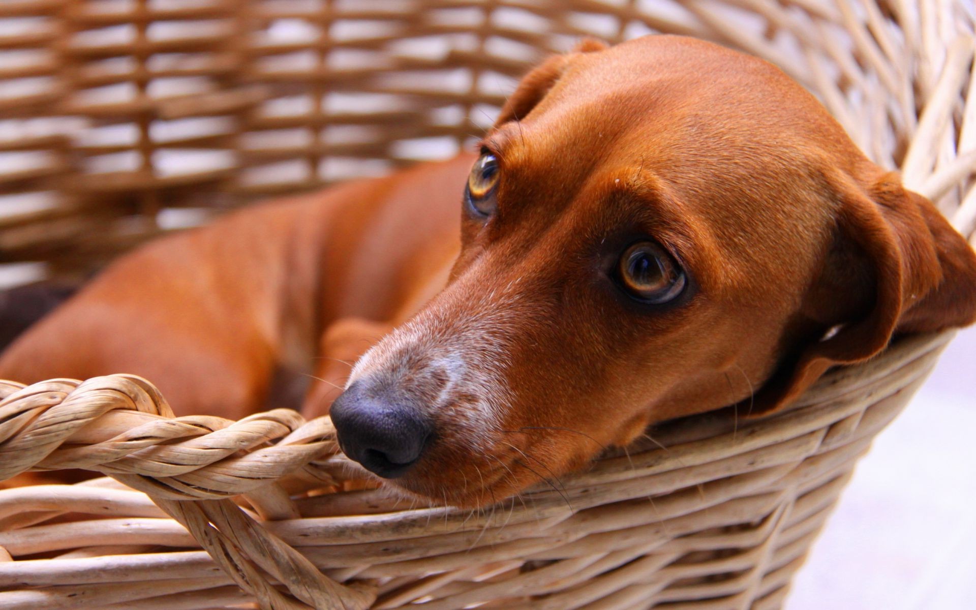 cães cesta mamífero cão animal de estimação fofa cinegrafista ao ar livre sozinho retrato visualizando