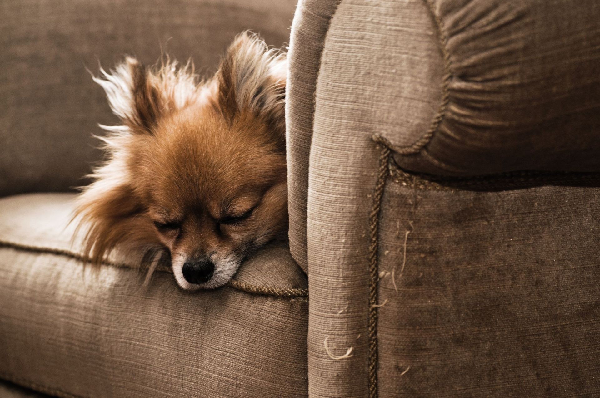 cane mammifero cane animale domestico canino singolo ritratto cucciolo animale carino