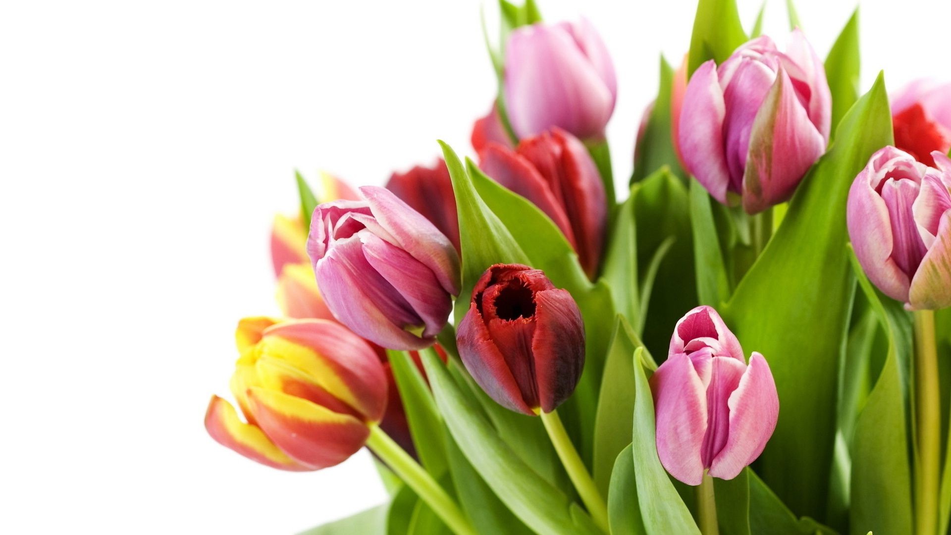 tulipes tulipe pâques nature bouquet feuille fleur flore lumineux floral romance amour été jardin cluster pétale isolé cadeau luze romantique