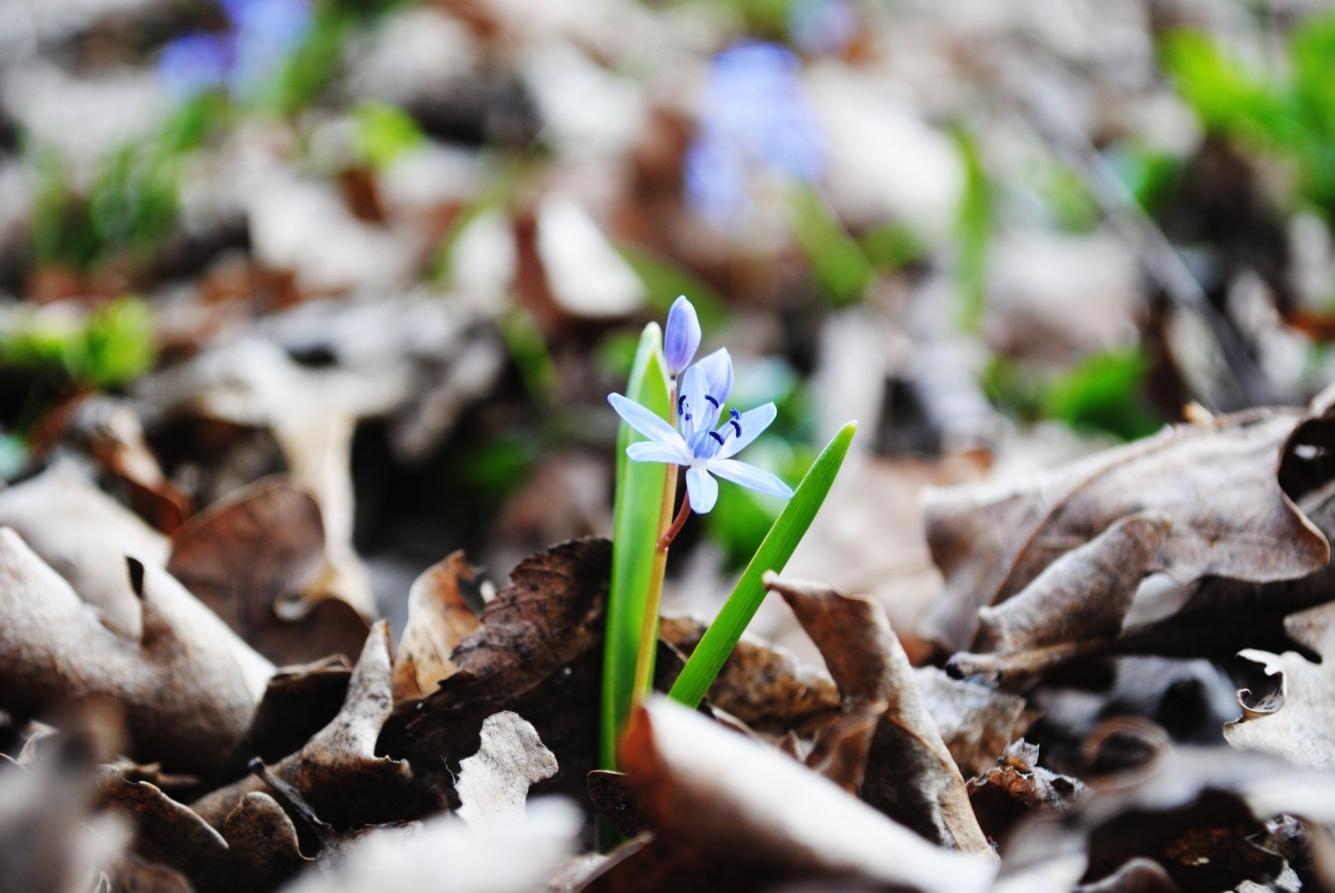 fleurs nature feuille flore saison environnement bois automne à l extérieur gros plan sol peu