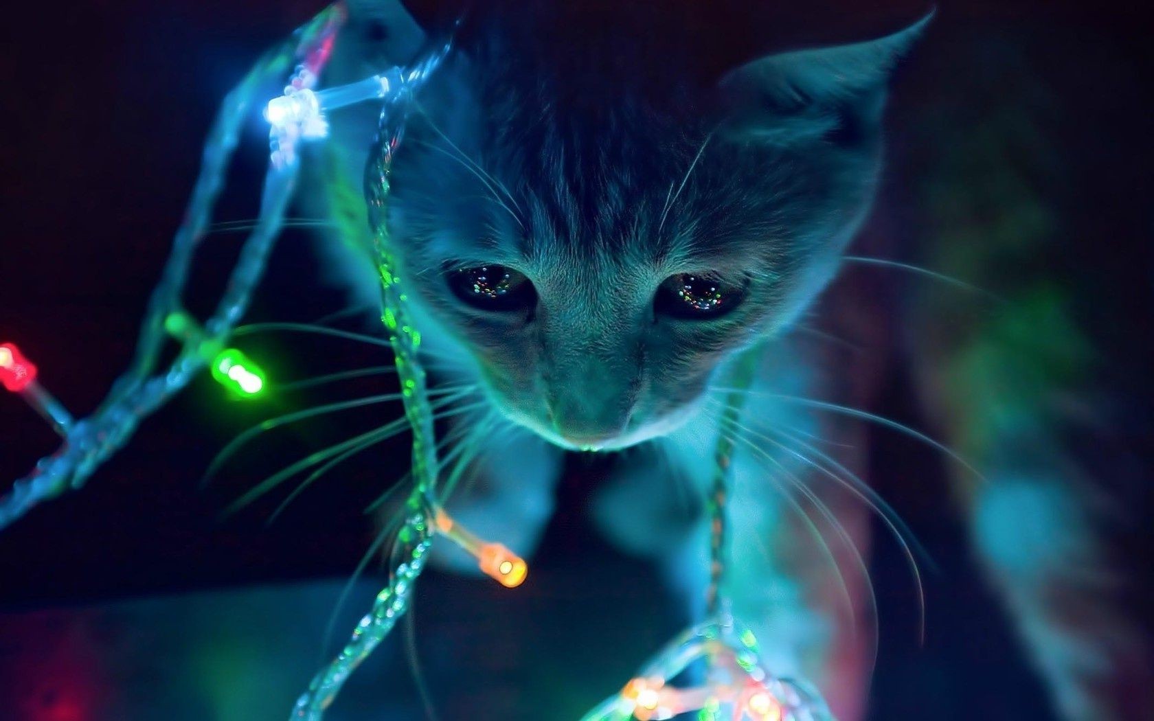 Картинки котят на новый год