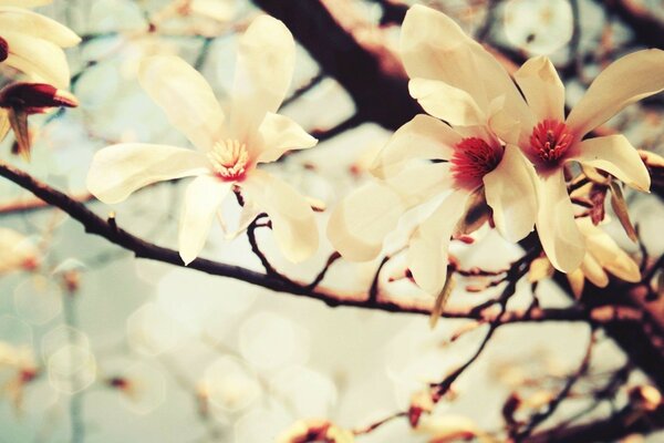 Fleurs blanches sur les branches de l arbre. C est le printemps