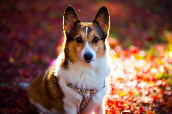 Cute dog in a colorful meadow