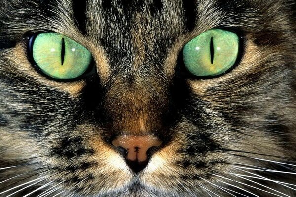 Foto ojos de gato verde