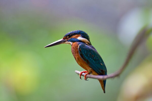 Beau petit oiseau avec un long bec sur une branche