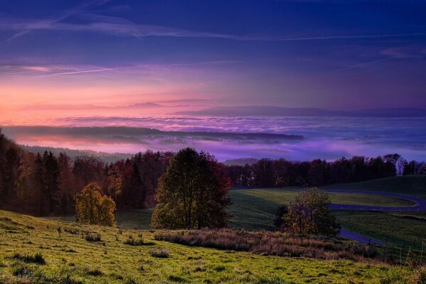 Lila Sonnenuntergang über dem Wald