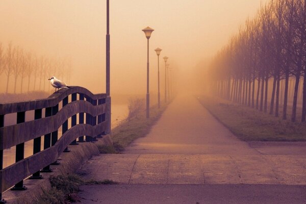 The embankment in the dawn fog. The bird is sitting on the fence