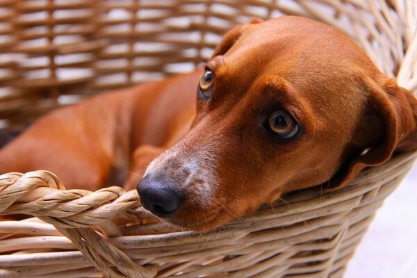 Sad dog looks sadly out of the basket