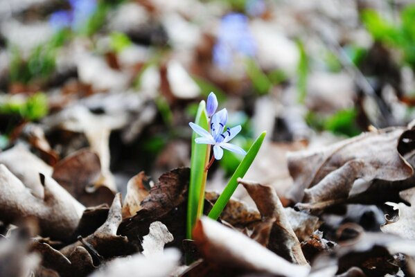 Blume im Laub in der Natur