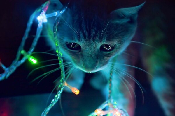 A beautiful cat with a garland