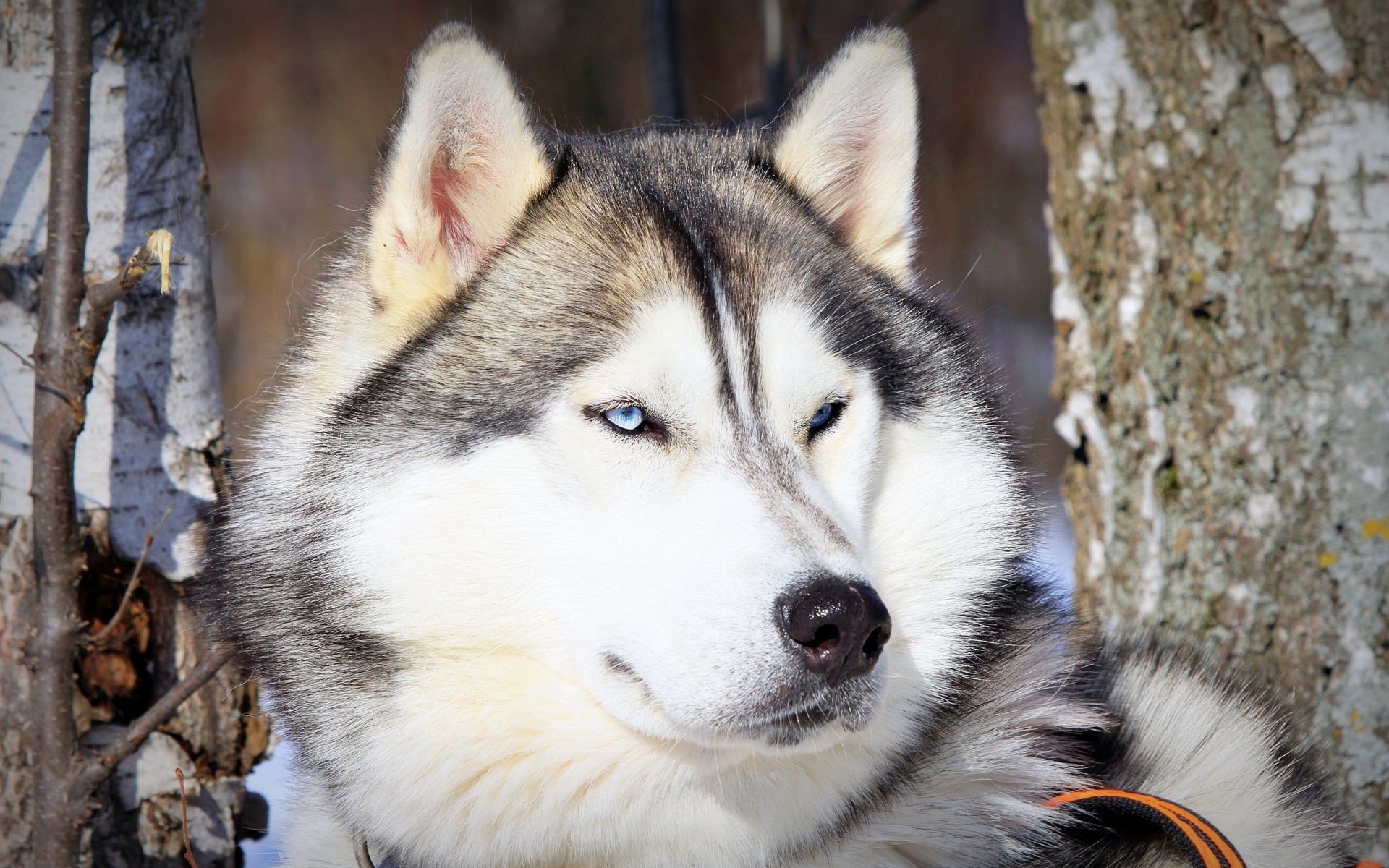 cane mammifero cane canino ritratto lupo animale carino animale domestico siberiano pelliccia vista occhio gelido natura domestico