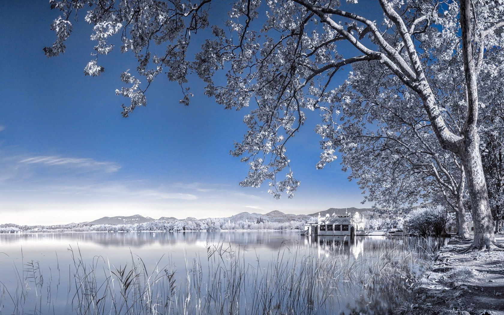 hiver neige arbre froid gel paysage bois congelé saison glace branche scénique nature météo aube scène beau temps