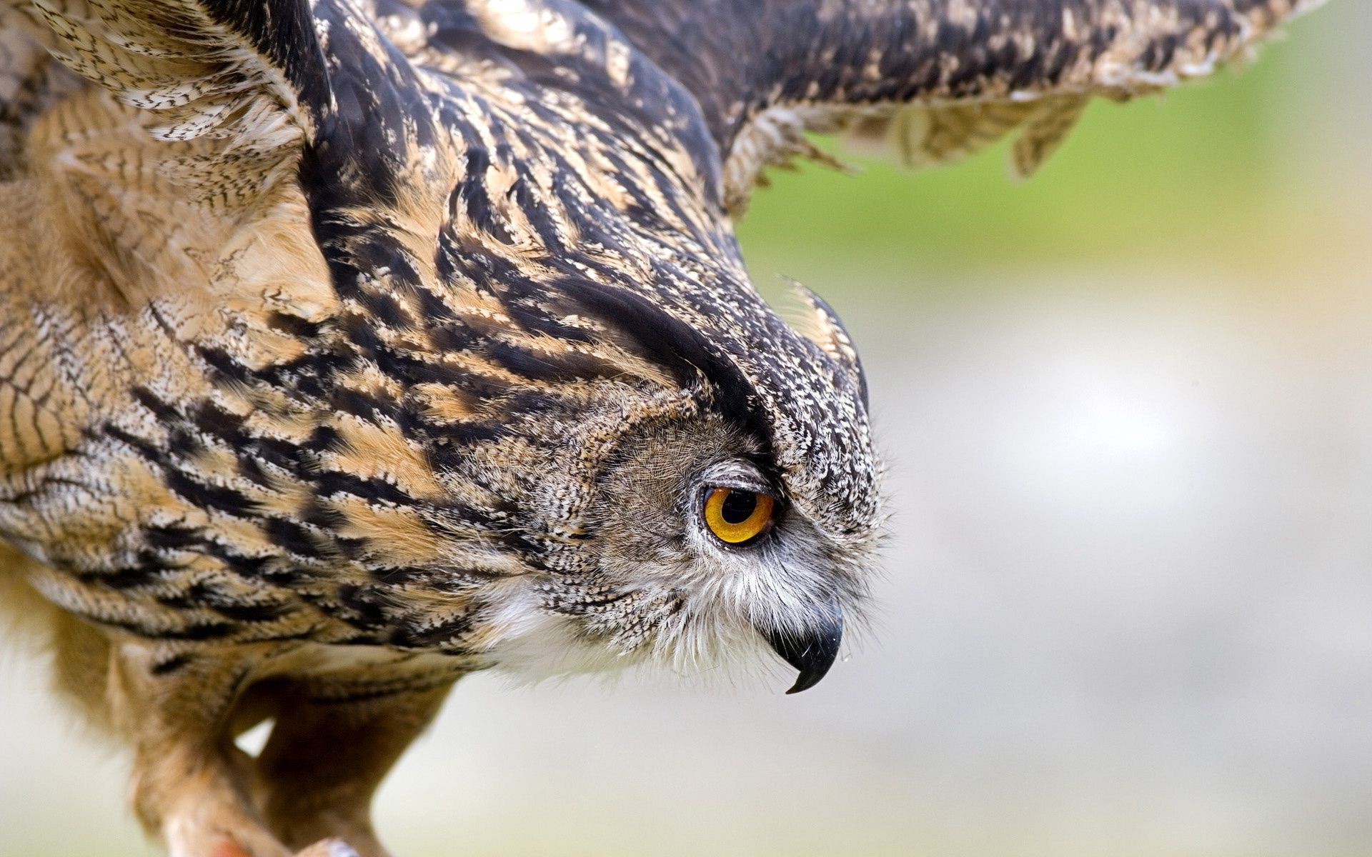 animales animal vida silvestre pájaro naturaleza salvaje búho presa pico depredador ojo retrato raptor pluma cazador ver mirando