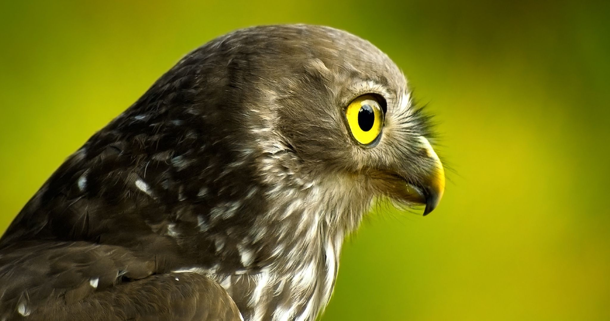 animais pássaro vida selvagem raptor animal natureza pena bico retrato olho presa águia coruja falcão