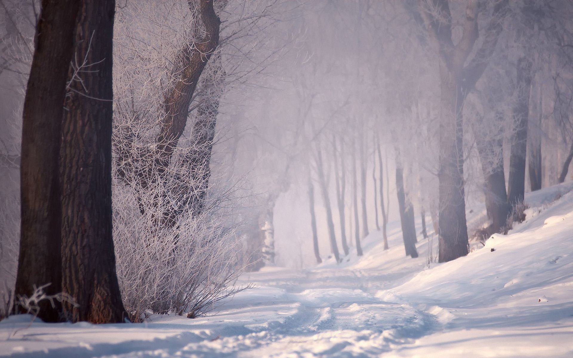 invierno nieve frío hielo congelado escarcha paisaje clima árbol al aire libre madera niebla escarchado luz luz del día tormenta de nieve montañas escénico parque