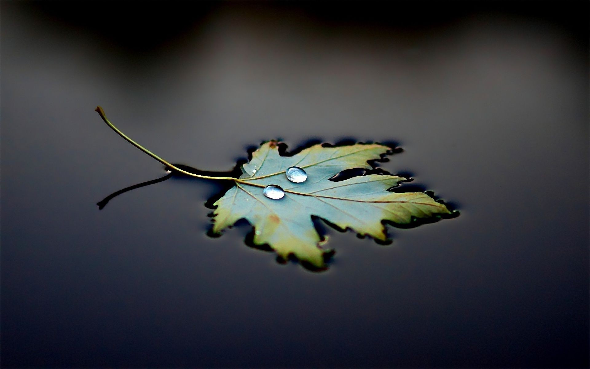 gouttelettes et eau feuille art lumière