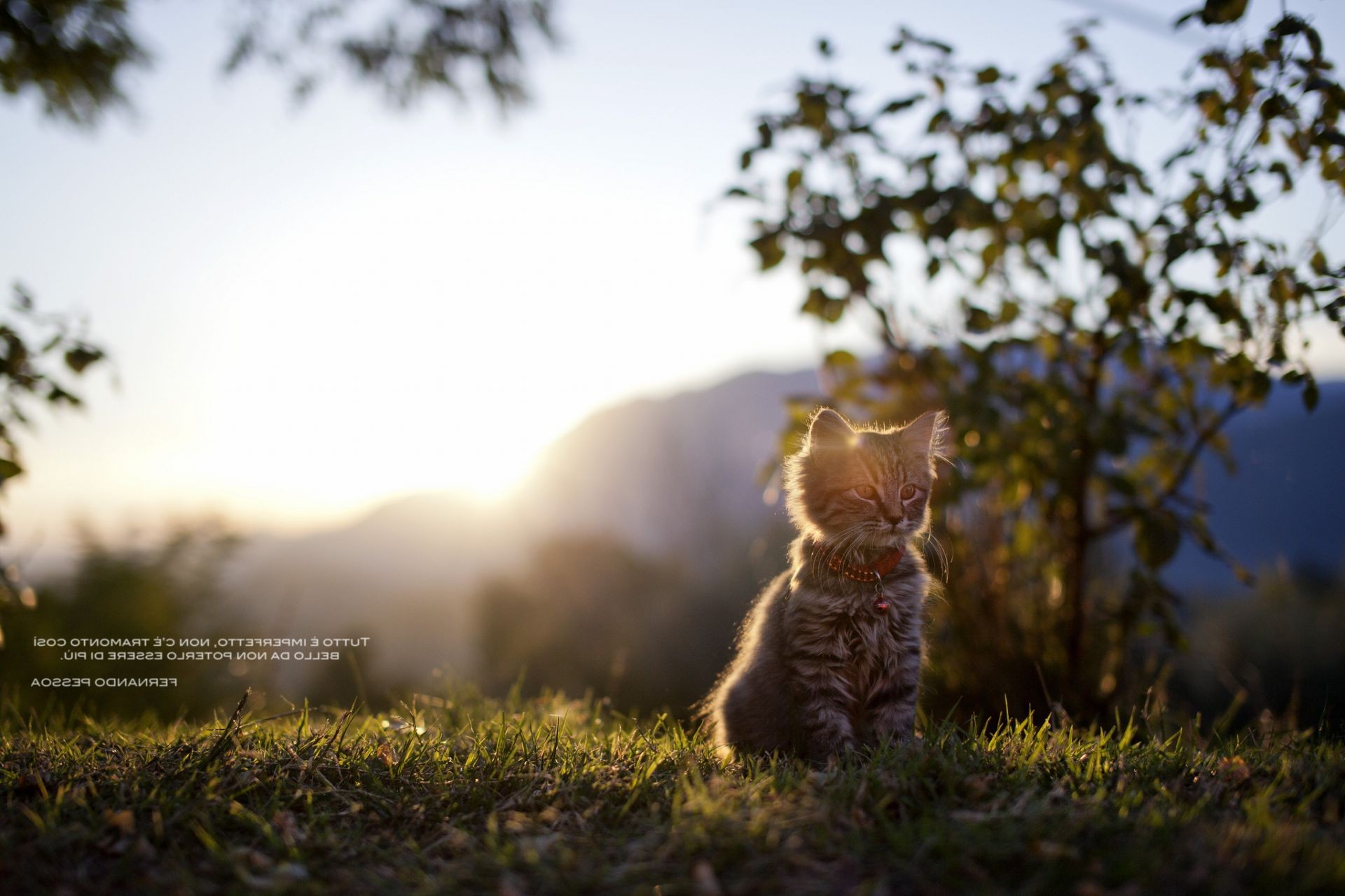 cats nature outdoors grass tree fall dawn sunset fair weather sun summer leaf sky wood landscape