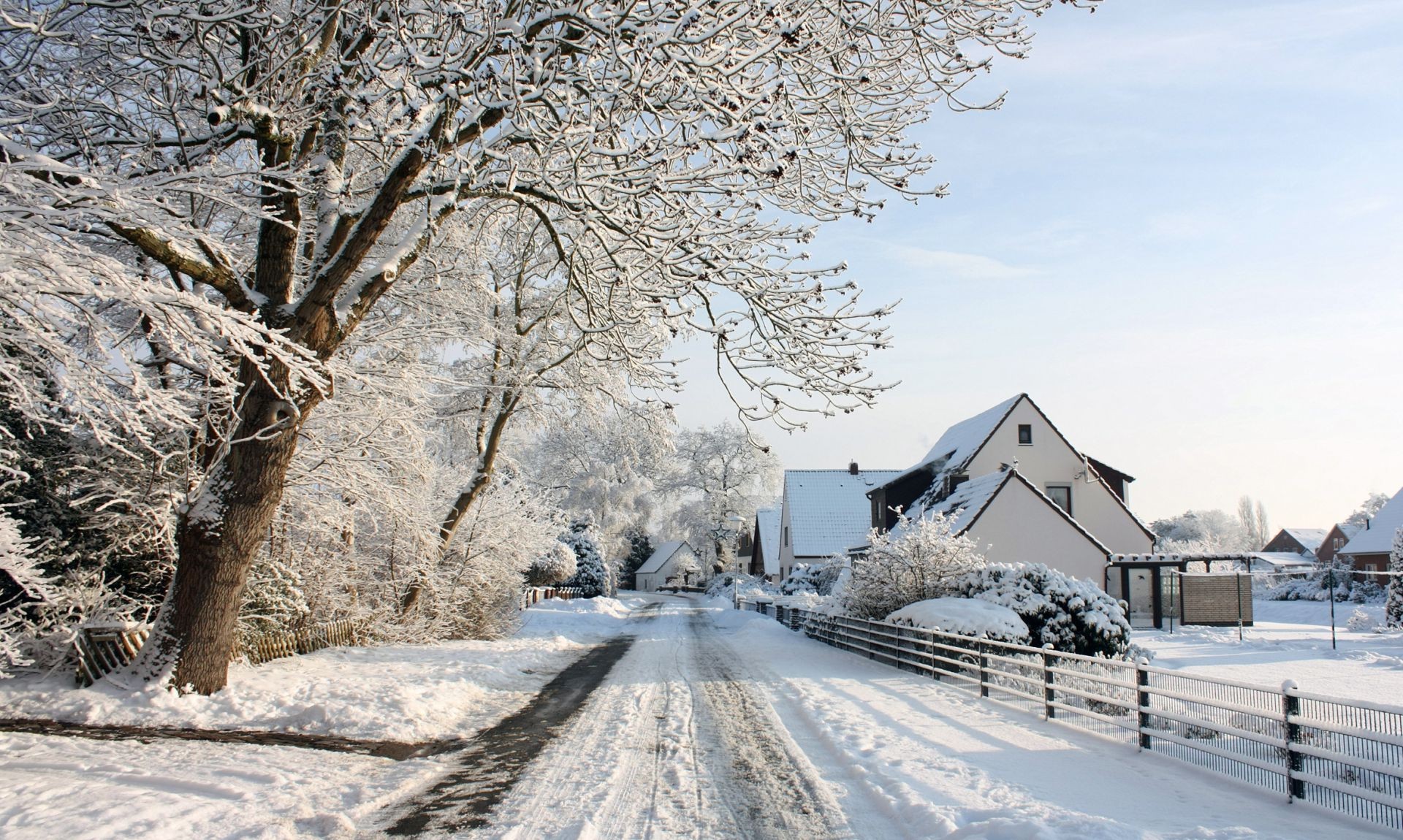 inverno neve freddo gelo albero congelato legno ghiaccio stagione paesaggio natura tempo tempesta di neve neve-bianco nevoso ramo