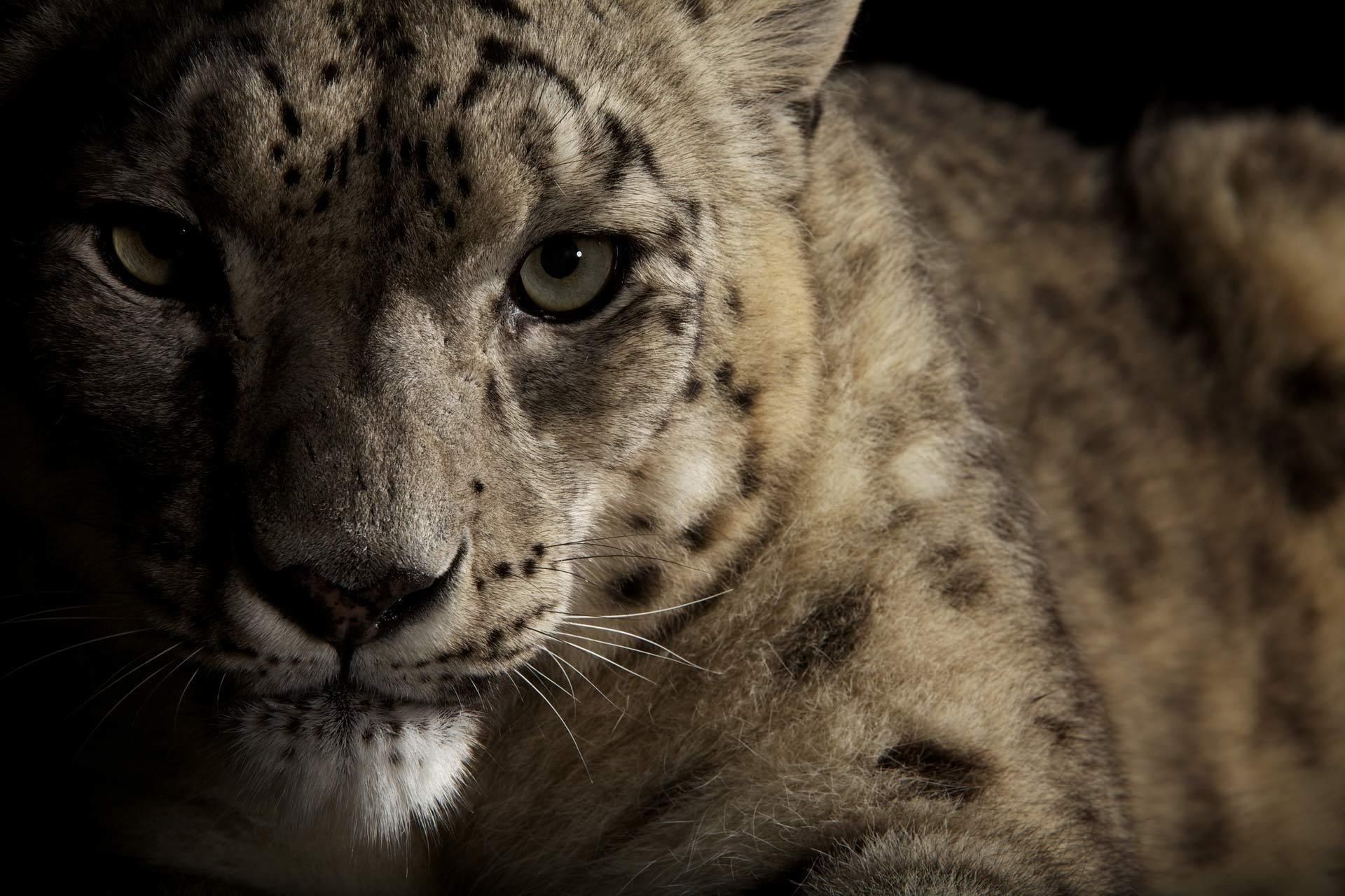 tiere katze säugetier tier tierwelt zoo fell porträt raubtier auge fleischesser wild groß jäger safari natur kopf löwe gefahr auf der suche