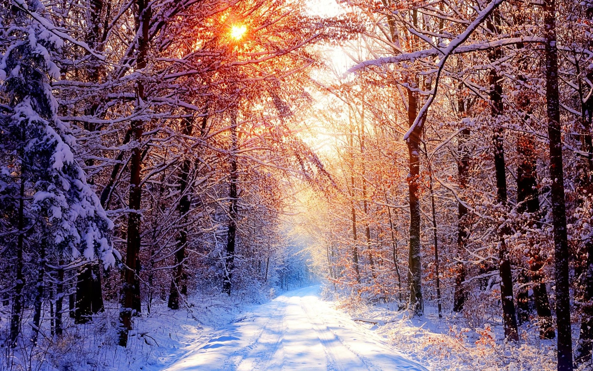 природа зима деревья лес снег скачать