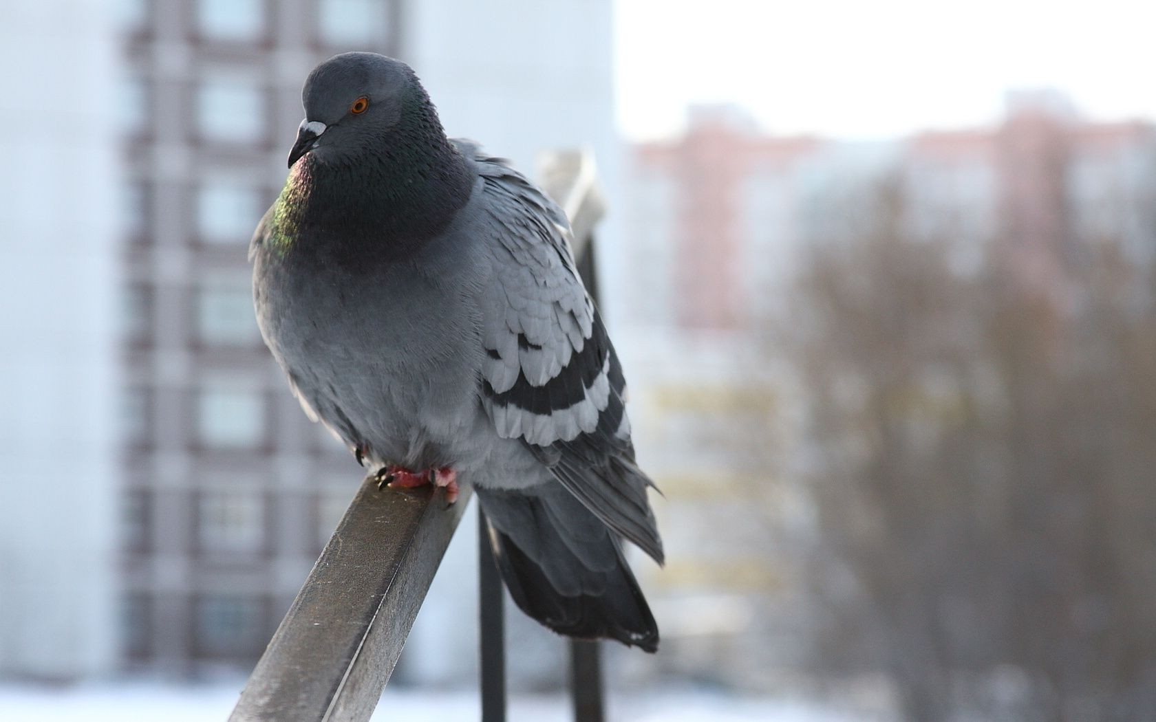 animali uccello colomba fauna selvatica natura animale all aperto piuma inverno