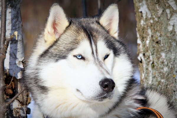 Pies rasy husky na ulicy