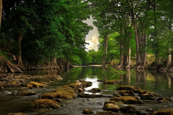 A small pond in the depths of the forest