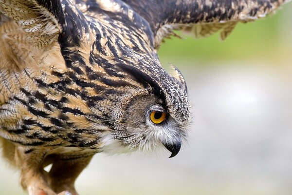 Aves de presa en el Escritorio