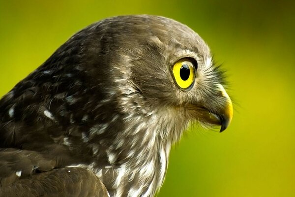 Close-up photo of a bird