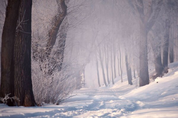 Kalter und winterlicher Wald Frost