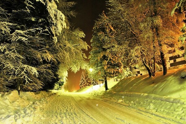 Camino nevado de invierno en el bosque bajo la luz