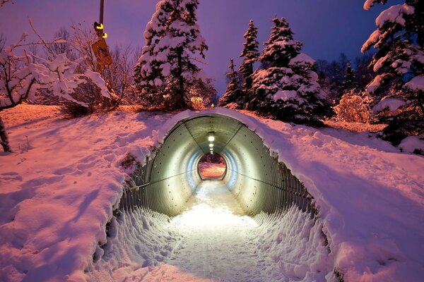 Ungewöhnlicher Tunnel im Wald wie in einem Märchen