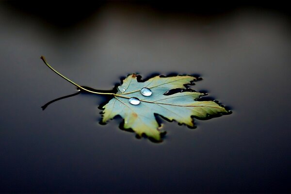 A single leaf floats on the water