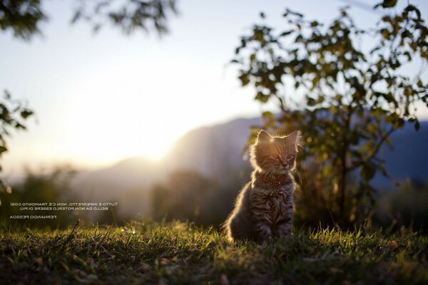 Eine Tierkatze sitzt draußen