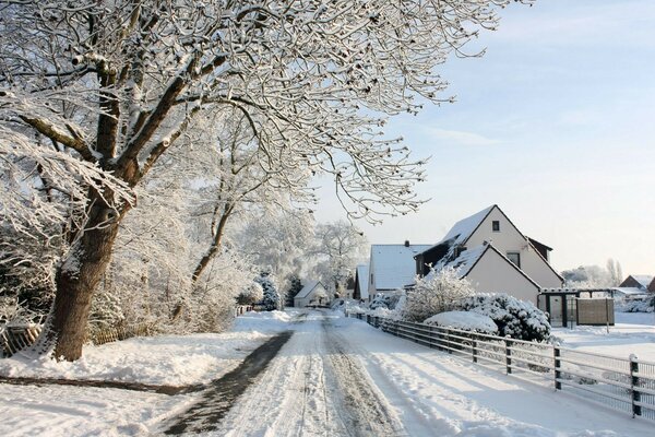 Schneeholz im kalten Winter